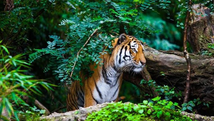 1467784420_3naini 4.jpg